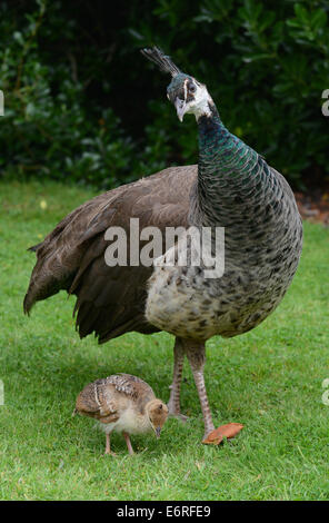 Peacock hen and chick Stock Photo