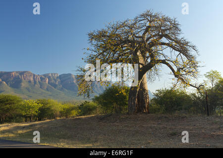 Baobab tree Stock Photo