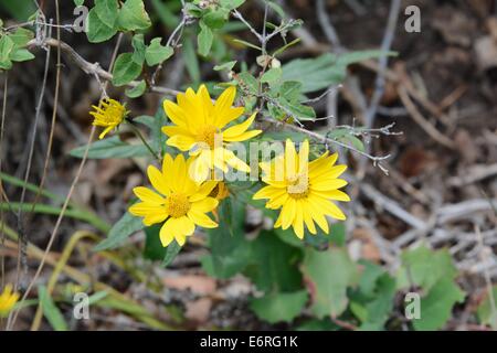 Yellow Blossoms seen on trail in Sandia Mountains of New Mexico - USA