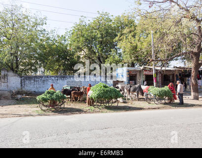 Street scene in village near Deogarh, Rajasthan: women selling piles of greens on rusty carts at the roadside with cows and goats Stock Photo