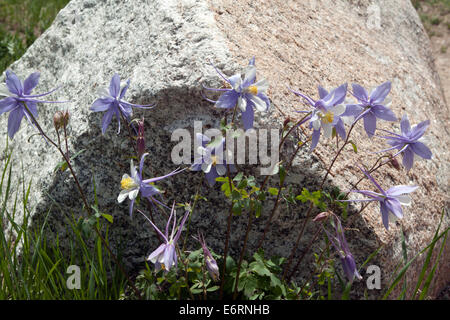 Colorado blue columbines in bloom in front of a rock (Aquilegia coerulea) Stock Photo