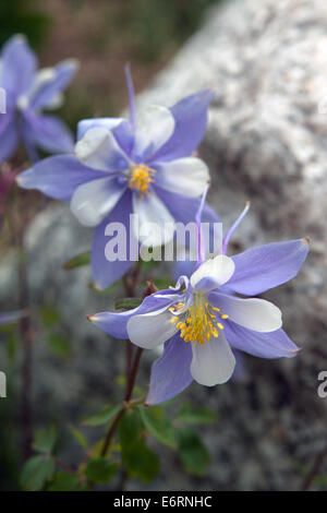 Closeup of Colorado Rocky Mountain blue columbine flowers (Aquilegia coerulea) Stock Photo