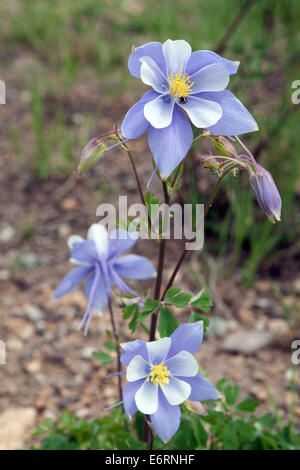 Closeup of Colorado Rocky Mountain blue columbines (Aquilegia coerulea) Stock Photo