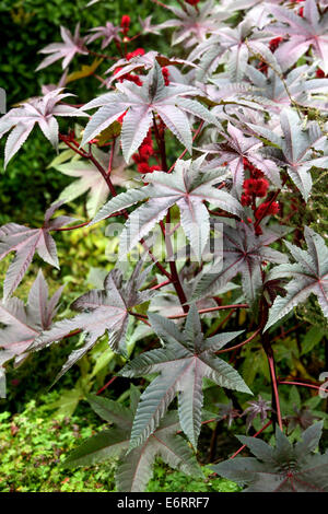 Castor oil plant, Ricinus communis, leaves foliage shrub Stock Photo