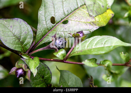 Atropa belladonna, deadly nightshade, poisonous ripened fruits, summer, dangerous plants Stock Photo