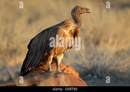 White-backed vulture (Gyps africanus) scavenging on a carcass, South Africa Stock Photo