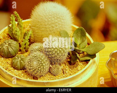 The different kind of cactus plants closeup Stock Photo