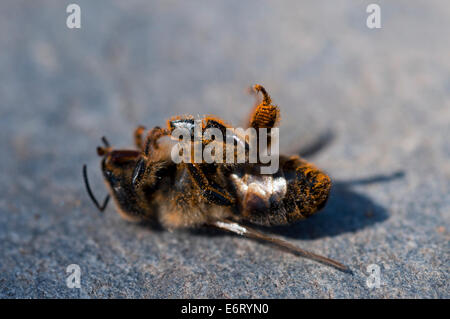 Dead honey bee (Apis mellifera) Stock Photo