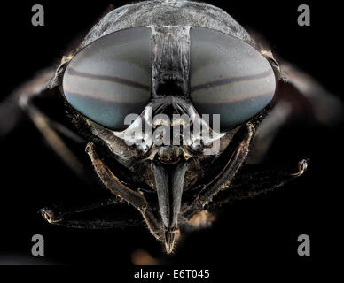 This high magnification photo shows a close-up of Tabanus atratus, a black horse fly, captured in Upper Marlboro, Maryland. The photo reveals its detailed facial features and anatomy. Stock Photo