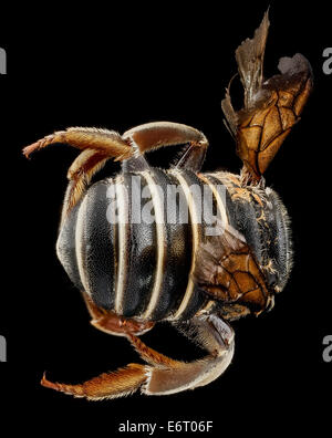 Trachusa Bee This image shows the female Trachusa ridingsii bee photographed at the ...