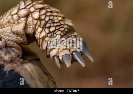 Foreleg of a Hermann´s tortoise  (Testudo hermanni) Stock Photo