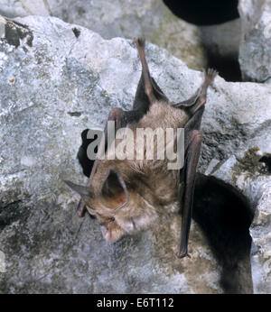 Mediterranean Horseshoe Bat - Rhinolophus euryale Stock Photo
