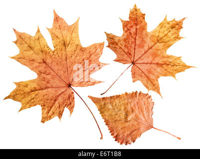 plane tree leaf isolated on white. Clipping Path Stock Photo