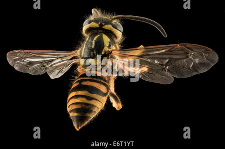 Yellowjacket, Back, MD, Talbot County 2013-09-30-190515 ZS PMax copy 10078617795 o Vespula squamosa - The Southern Yellow Jacket....the two yellow racing stripes on the top of the thorax (scutum) are diagnostic in the SE U.S. Collected by Tim McMahon from Stock Photo