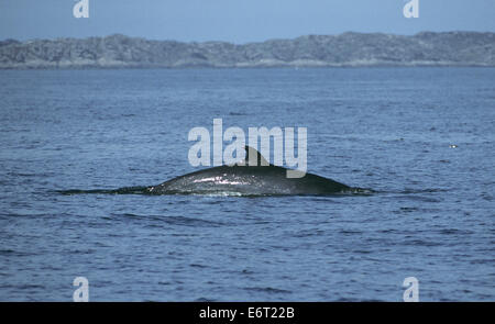 Minke Whale - Balaenoptera acutorostrata Stock Photo