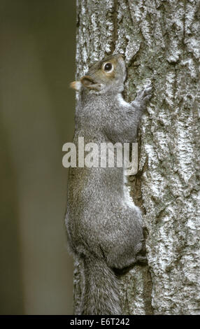 Grey Squirrel - Sciurus carolinensis Stock Photo