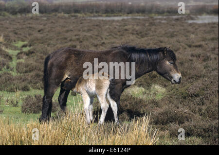 Exmoor Pony - Equus ferus caballus Stock Photo