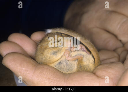 Hazel Dormouse - Muscardinus avellanarius Stock Photo