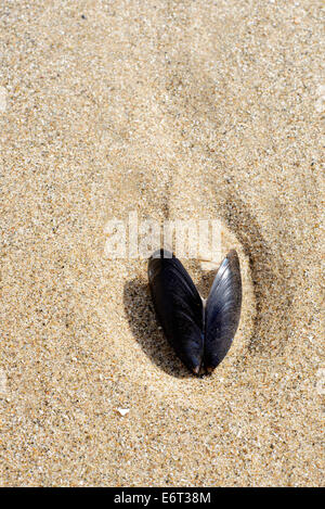 Empty Mussel shell embedded into the sand on the beach in Blackpool, Lancashire Stock Photo