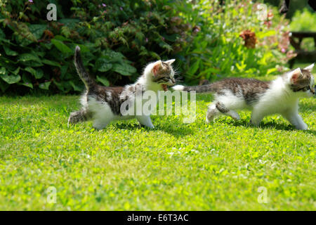 Tabby Kittens running on the Grass Stock Photo