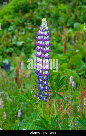 blooming lupines in a mountain pasture on the Alps Stock Photo