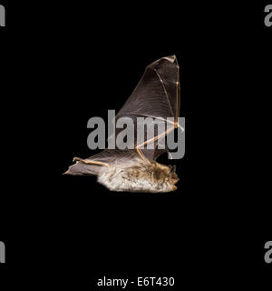 Daubenton’s Bat - Myotis daubentonii Stock Photo