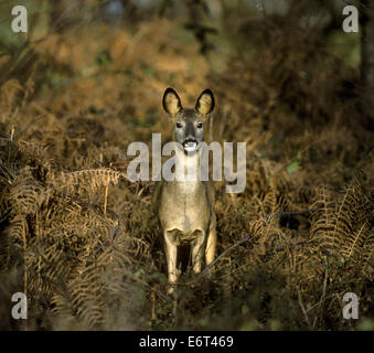 Roe Deer - Capreolus capreolus Stock Photo