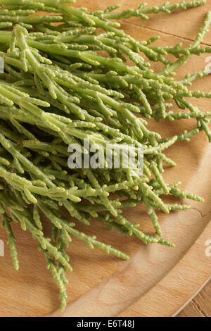 Samphire a coastal herb also known as sea beans glasswort pickleweed or Salicornia Stock Photo