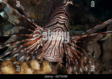Common lionfish in Maldives, Indian Ocean Stock Photo