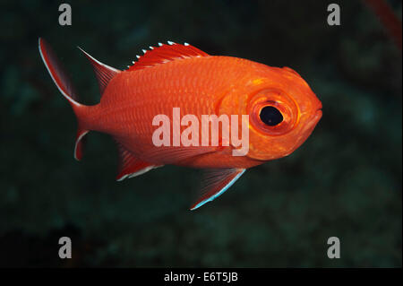 Whitetip soldierfish in Maldives, Indian Ocean Stock Photo