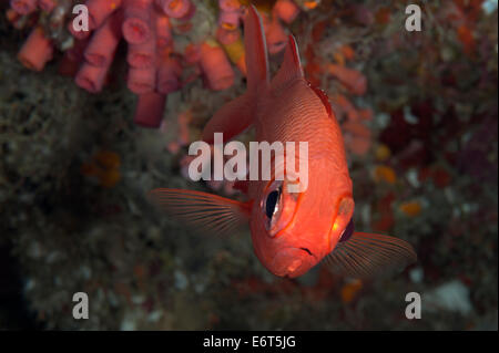 Whitetip soldierfish in Maldives, Indian Ocean Stock Photo