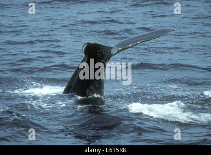 Sperm Whale - Physeter macrocephalus Stock Photo