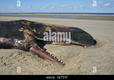 Sperm Whale - Physeter macrocephalus Stock Photo