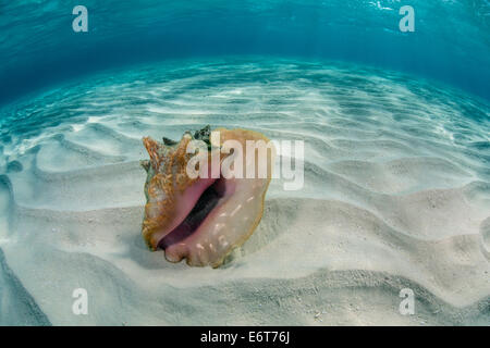 Queen Conch in Lagoon, Strombus gigas, Turneffe Atoll, Caribbean, Belize Stock Photo
