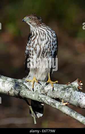 Juvenile Cooper's hawk, Accipiter cooperii, perched in autumn birch woods during fall migration. Stock Photo