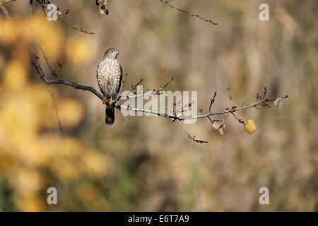 Juvenile sharp-shinned hawk, Accipiter striatus, perched in autumn woods. Stock Photo