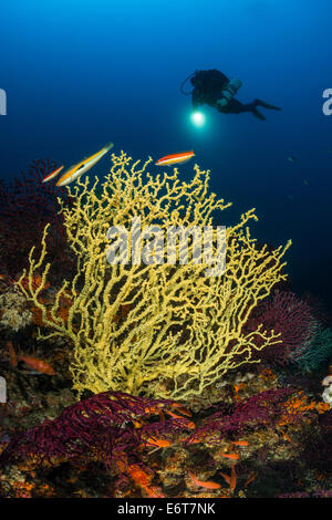 False Mediterranean Black Coral and Diver, Gerardia savaglia, Vis Island, Adriatic Sea, Croatia Stock Photo