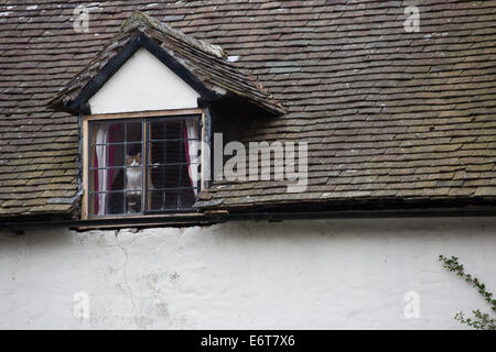 A cat looks out of an upstairs window of an old English house Stock Photo