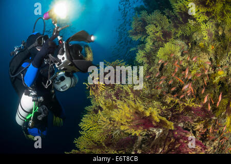 Photographer taken image of Mediterranean Anthias, Anthias anthias, Paramuricea clavata, Susac Island, Adriatic Sea, Croatia Stock Photo