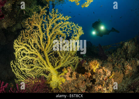 Reef of False Mediterranean Black Corals, Gerardia savaglia, Vis Island, Adriatic Sea, Croatia Stock Photo