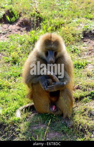 Adult male Olive Baboon (Papio Anubis) in the Natural Park of Cabarceno, Cantabria, Spain, Europe Stock Photo