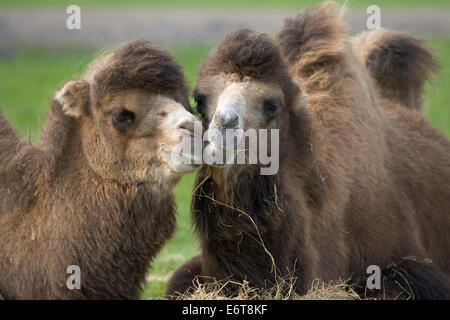 Bactrian Camel - Camelus bactrianus Stock Photo