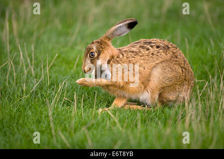 Brown Hare Lepus europaeus Stock Photo