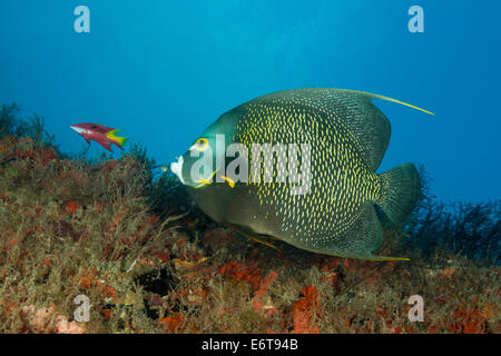 French Angelfish, Pomacanthus paru, Palm Beach, Florida, USA Stock Photo