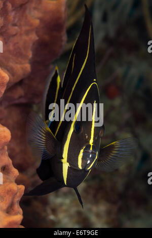 Juvenile Gray Angelfish, Pomacanthus arcuatus, Palm Beach, Florida, USA Stock Photo