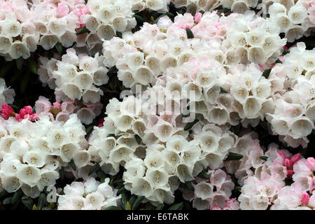 Rhododendron Yakusimanum Stock Photo