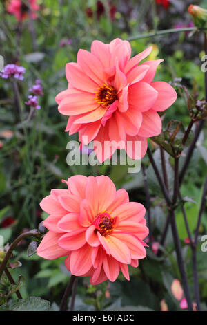 Very Pink Dahlia Stock Photo - Alamy