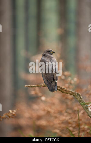 Close-up of a Common Buzzard (Buteo buteo) perched in a tree Stock Photo