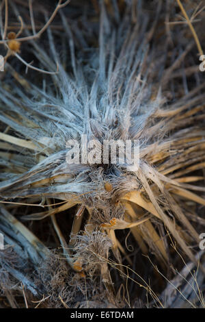 Detail of a dead yucca. Joshua Tree National Park, California Stock Photo