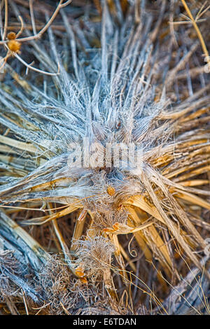 Detail of a dead yucca. Joshua Tree National Park, California Stock Photo